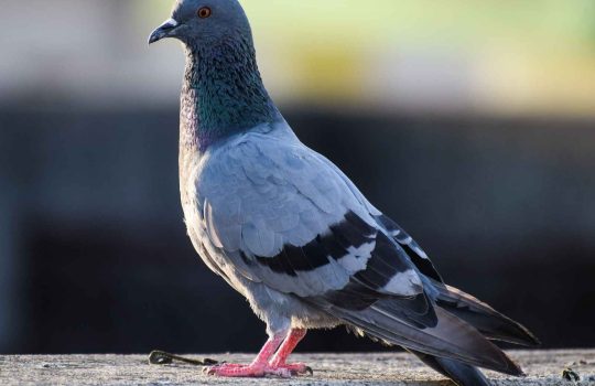 כיצד להיפטר מיונים באמצעות לוכד יונים?2