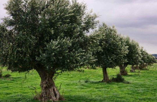 עצי זית מעוצבים כחלק משיטת עיצוב יפני2